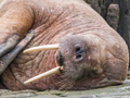 Walrus